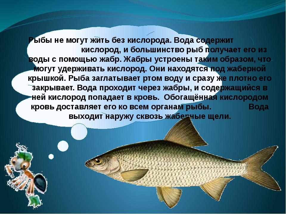 Рыбы описание для детей. Рассказ о рыбе. Рыба для презентации. Сообщение на тему рыбы. Доклад про рыб.
