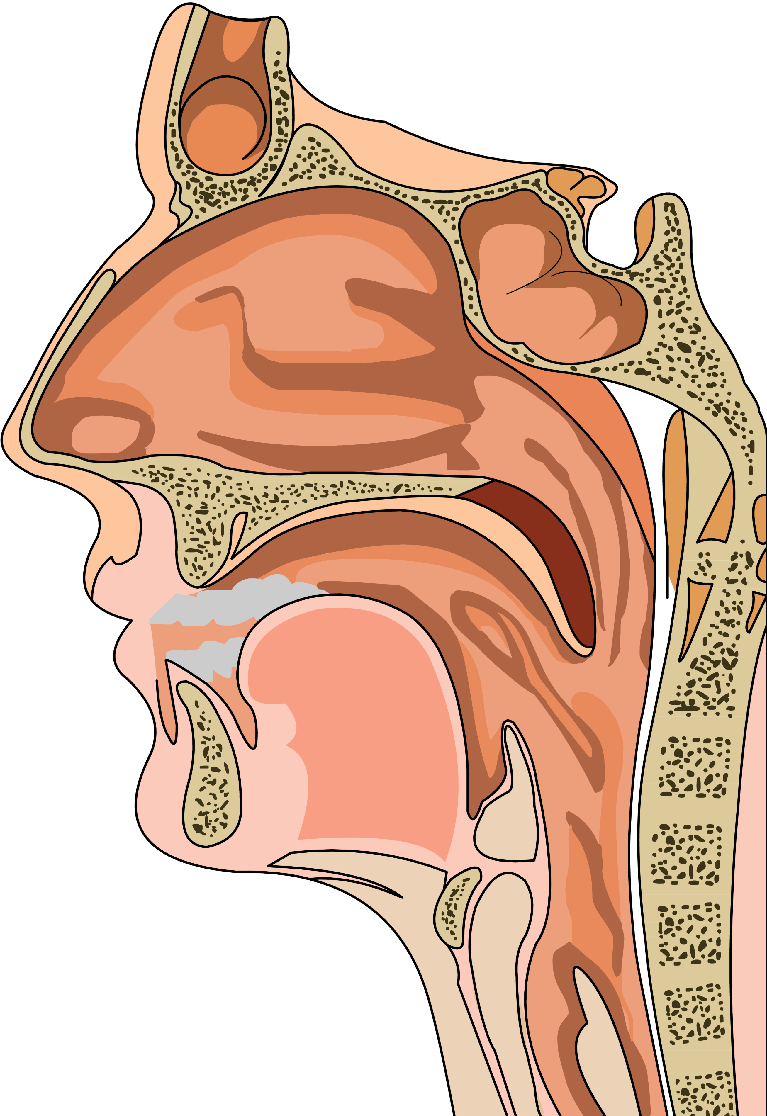 Слизистая оболочка уха. Носоглотка анатомия носоглотка анатомия. Нос носоглотка гортань анатомия. Полость носа, носоглотка, гортань. Полость носа, глотка гортань.